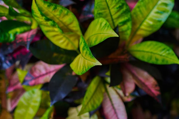 Codiaeum Různobarvá Zahradní Krotón Nebo Pestré Croton Listy Květinami Croton — Stock fotografie