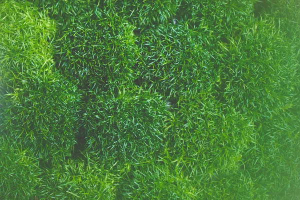Listí Větvičky Kapkami Deště Zelené Listy Zdravé Rostliny Lesknoucí Dešťové — Stock fotografie