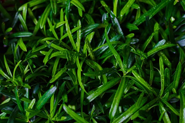 Listí Větvičky Kapkami Deště Zelené Listy Zdravé Rostliny Lesknoucí Dešťové — Stock fotografie