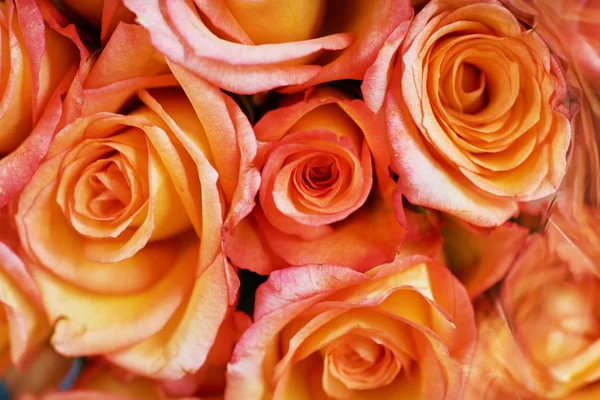 Schönen Frischen Strauß Natürliche Rosen Hintergrund Retrofilter Festlich Sortierte Rosen — Stockfoto