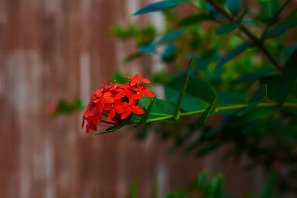 Tle Kwiatów Letnich Ixora Kwiat Czerwony Kolec Kwiat Ogrodzie Ixora — Zdjęcie stockowe