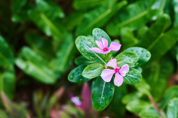 Yeşil Yaprakları Yağmur Damlaları Ile Pembe Çiçek Parlak Yaprakları Yağmur — Stok fotoğraf