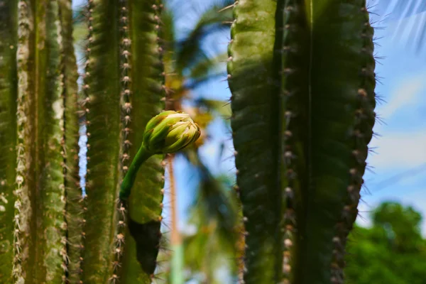 Großer Kaktus Mit Knospe Auf Blauem Himmel Hintergrund Frische Saftige — Stockfoto