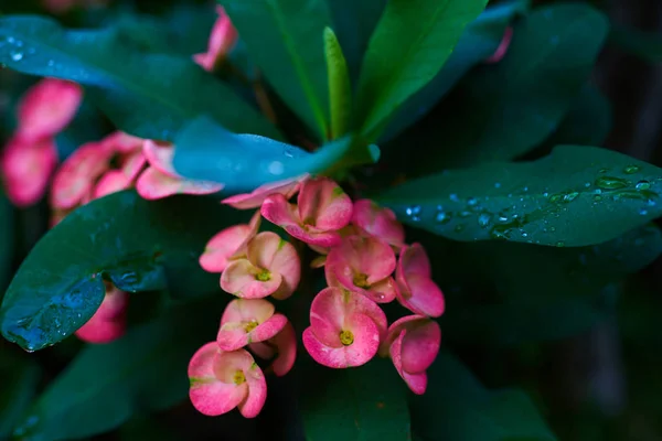 Christ thorn Euphorbia milii flower. Green leaves and pink flower with raindrops growing in the garden. Bright foliage of a healthy plant glistening with raindrops. Nature background. Selective focus