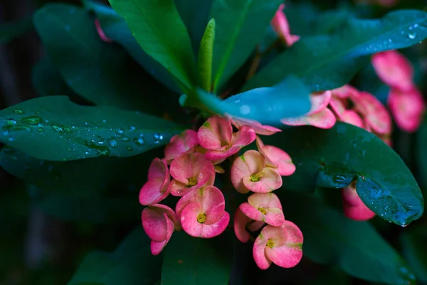 キリストのとげユーフォルビア Milii 緑の葉と雨の庭で成長するいるとピンクの花 雨に輝く健康な植物の明るい葉 自然の背景 選択と集中 — ストック写真