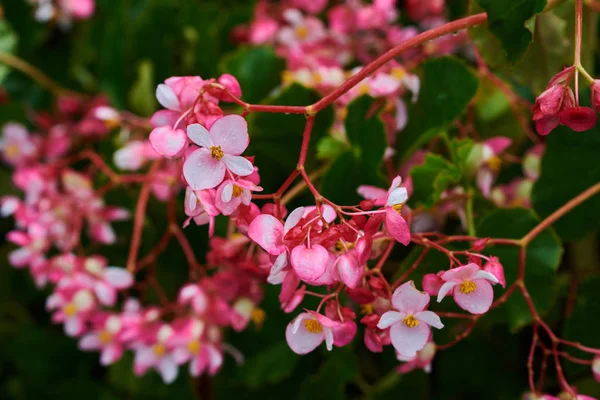 夏季或春季花卉背景 在阳光明媚的夏日 美丽的珊瑚海棠在热带花园中生长 绿色园林背景下的粉红色花卉选择焦点图片 — 图库照片