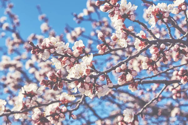 Fioriture Primavera Con Bel Colore Sfondo Uso Adv Altri Scopi — Foto Stock