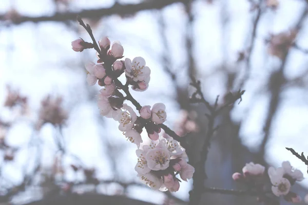 春の明るい青空桜やリンゴの花に対して大きな美しいつぼみと開花果樹の枝 美しい花の咲く果樹 自然な背景 トーンのイメージ — ストック写真