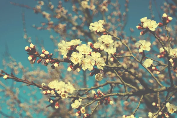 Frühlingsblüten Mit Schöner Hintergrundfarbe Für Adv Oder Andere Zwecke Kirschblüte — Stockfoto