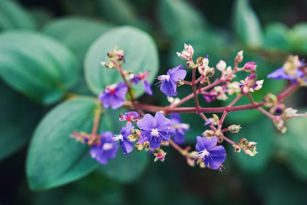 夏季或春季背景与紫色的花朵 在背景上 用绿色的叶子把美丽的紫色花朵合上 五颜六色的蓝色花朵 柔和的焦点 模糊的花朵 花卉背景 — 图库照片