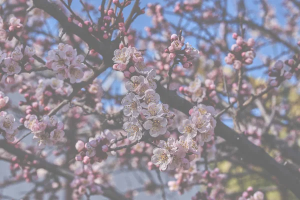 春の明るい青空桜やリンゴの花に対して大きな美しいつぼみと開花果樹の枝 美しい花の咲く果樹 自然な背景 トーンのイメージ — ストック写真