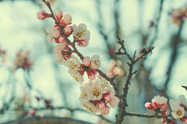 春の明るい青空桜やリンゴの花に対して大きな美しいつぼみと開花果樹の枝 美しい花の咲く果樹 自然な背景 トーンのイメージ — ストック写真