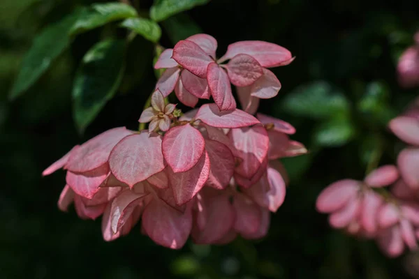 Mussaenda 地丁是一种生长在灌木或小树上的植物 Ommonly 生长在别处作为观赏物种 — 图库照片