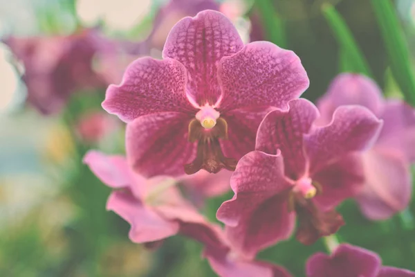 Feche Flor Rosa Jardim Tropical Orquídea Natureza Fundo Floral Orquídea — Fotografia de Stock