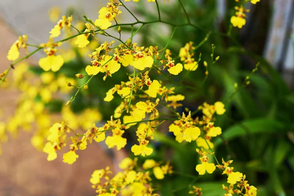 Flor Amarela Surpreendente Orchid Fundo Verde Jardim Loja Florist Decorações — Fotografia de Stock