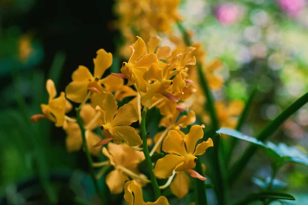 Incredibile Fiore Orchidea Gialla Sfondo Verde Giardino Fiorista Negozio Decorazioni — Foto Stock