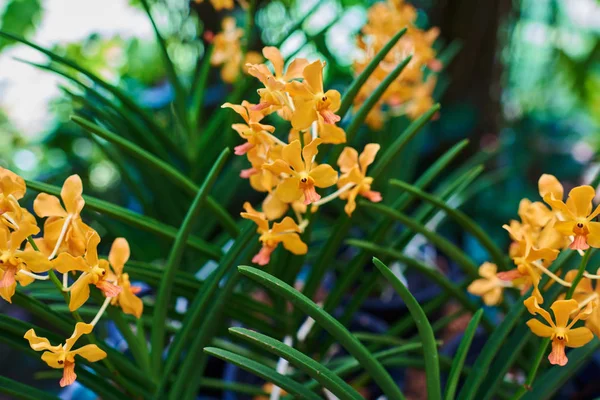 Superbe Fleur Orchidée Jaune Sur Fond Jardin Vert Boutique Fleuristes — Photo