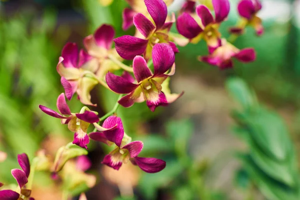 在热带花园里关闭粉红色的花朵 兰花的性质 花卉背景 美丽的紫罗兰兰花 在兰花花园的花朵在夏天或春天的一天明信片 选择性对焦 复古色调 — 图库照片