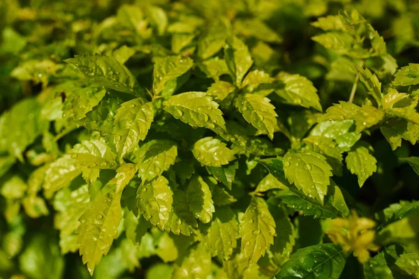 Fond Feuille Verte Feuilles Arbres Frais Luxuriantes Branches Plantes Avec — Photo