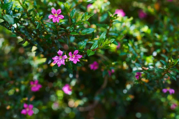 Niesamowite Tła Tropikalny Wystrój Purpur Kwiaty Tle Naturalny Niewyraźne Zielonych — Zdjęcie stockowe