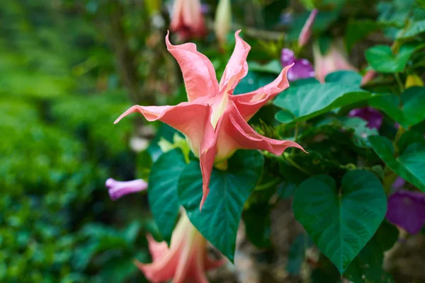 Różowe Kwiaty Trąbkę Anioł Brugmansia Suaveolens Drzewo Niesamowite Tła Tropikalny — Zdjęcie stockowe