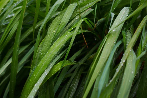 Fond Herbe Verte Lush Frais Avec Des Gouttes Eau Après — Photo