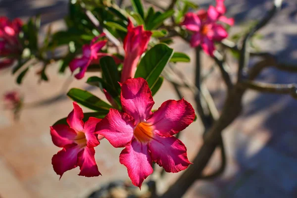 Közelkép Sivatagi Rózsa Trópusi Virág Impala Lily Azalea Rózsaszín Adenium — Stock Fotó
