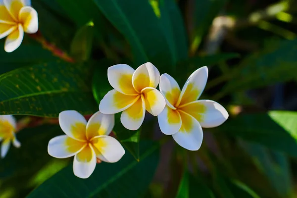 Kolorowe Kwiaty Przyrodzie Plumeria Kwiat Kwitnący Plaży Biały Żółty Frangipani — Zdjęcie stockowe