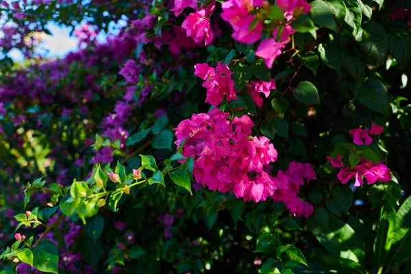 Kvetoucí Popínavé Rostliny Barevné Květiny Přírodě Růžové Květy Pozadí Přírodních — Stock fotografie