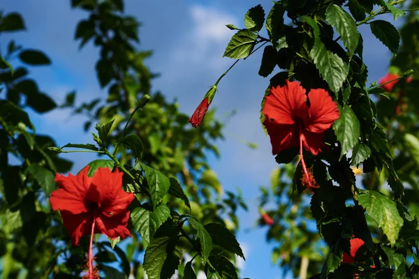 Beautiful bright large flowers of red hibiscus with green foliage in the tropical garden. Blue sky in the background. Beautiful branches with leaves and bright flowers. Summer blooming background.