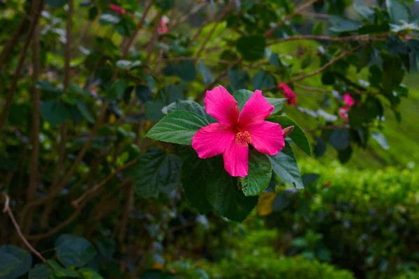 Bright flowers and buds of red hibiscus- a genus of flowering plants. Shrub or small tree. Beautiful branch with leaves and bright flowers. Floral background. Closeup branch in soft focus.