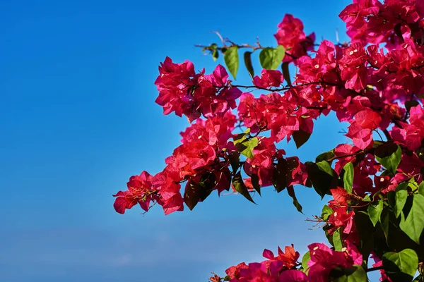Çiçek Açan Begonvil Derin Mavi Gökyüzü Arka Plan Üzerinde Çiçek — Stok fotoğraf