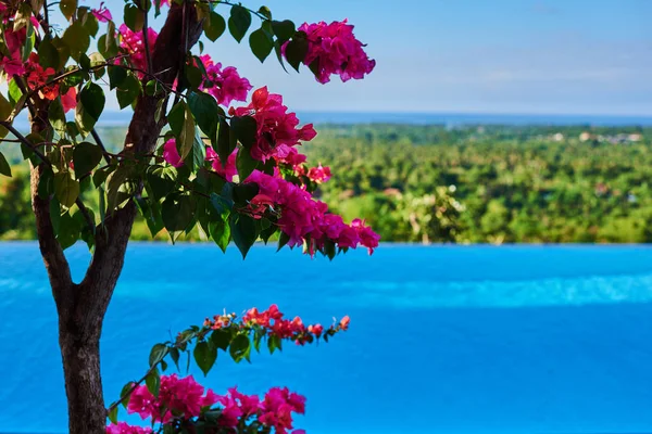 Fiori Colorati Natura Bougainvillea Alberi Che Fioriscono Vicino Piscina Fiori — Foto Stock