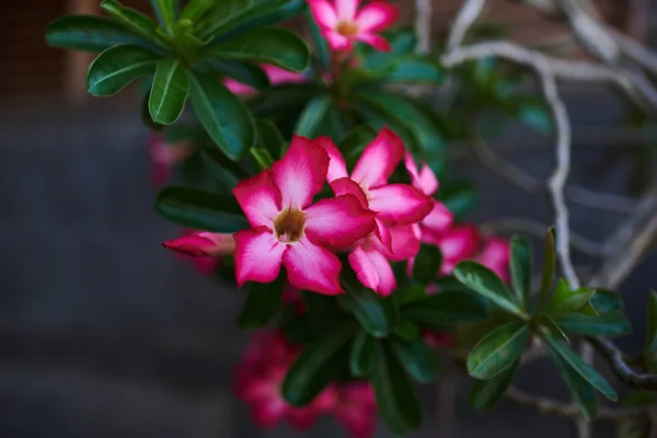 Primer Plano Rosa Del Desierto Flor Tropical Lirio Impala Azalea — Foto de Stock