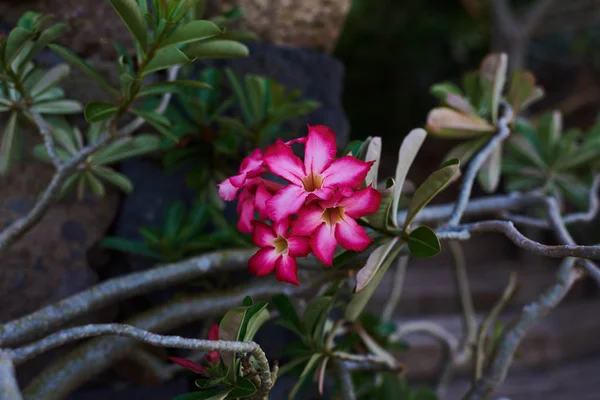 Zamknąć Pustynny Tropikalny Kwiat Róży Różowe Kwiaty Tle Naturalny Niewyraźne — Zdjęcie stockowe