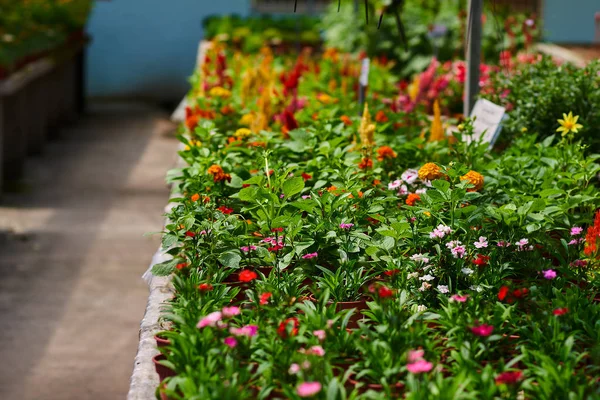 Flowers in the orangery. Cultivation of various colorful flowers in a greenhouse. Beautiful flowers at shop. Garden center. Colorful variety of flowers in a greenhouse. Summer colorful background.