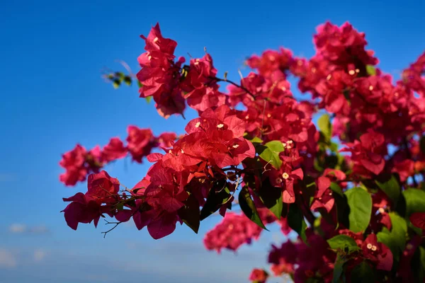 Çiçek Açan Begonvil Renkli Çiçekler Doğada Pembe Çiçekler Mavi Gökyüzü — Stok fotoğraf