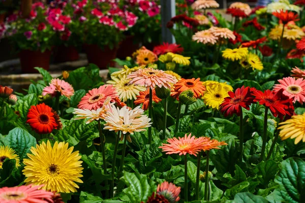 Vele Gerbera Daisy Een Kas Productie Teelt Bloemen Gerbera Plantage — Stockfoto