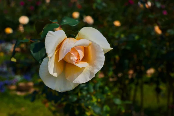 Close Van Bloem Van Gele Roos Gele Bloem Achtergrond Van — Stockfoto