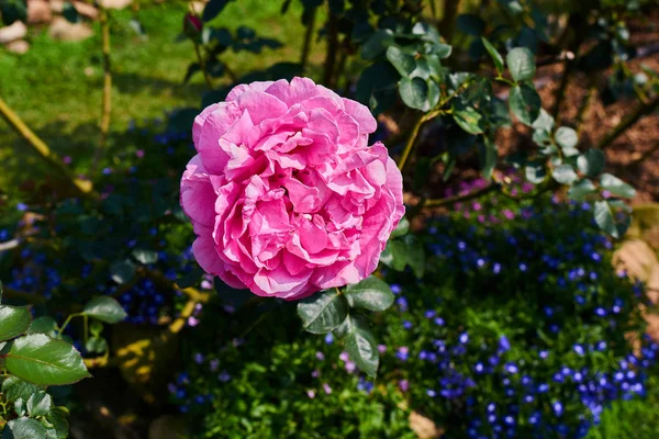 Närbild Blomman Rosa Ros Rosa Blomma Naturlig Suddig Grönt Bladverk — Stockfoto