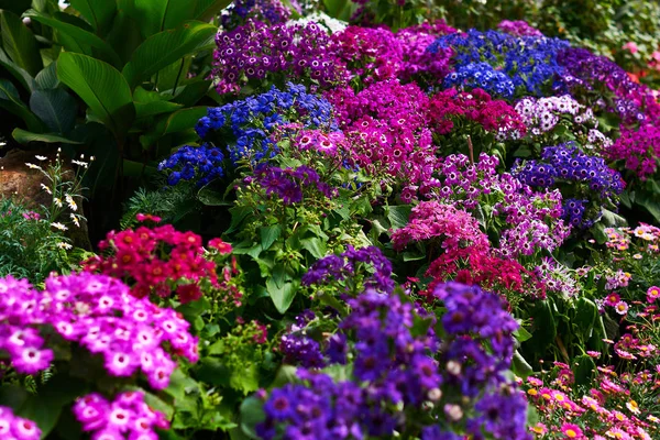 公园里五颜六色的花朵 春天的风景 风景缤纷的花坛 一座郁郁葱葱的绿色草坪 在一个美丽的英语风格正式花园 各式弹簧报春花 五颜六色的花床 粉红色的花朵 — 图库照片