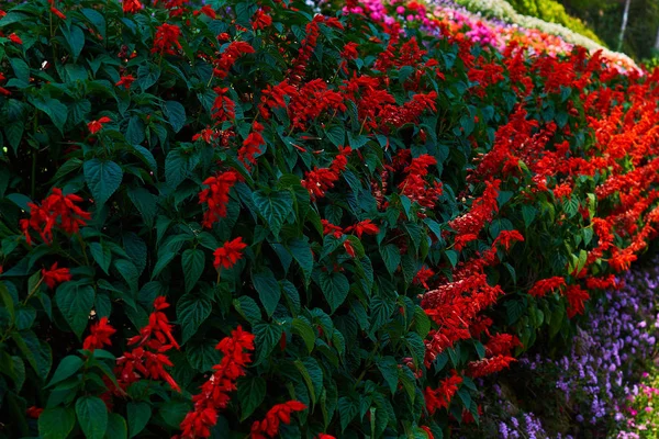 春天的风景 风景秀丽的五颜六色的花坛 一个郁郁葱葱的绿色草坪在一个美丽的花园 各式春花 五颜六色的花坛 弥散背景下的丹参芨芨草 — 图库照片