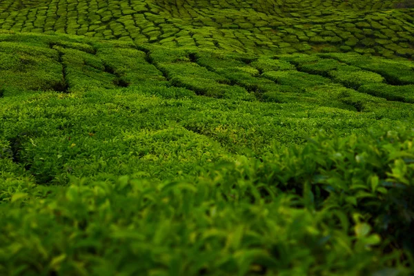 Plantación Verde Por Mañana Cameron Highlands Malasia Los Exuberantes Campos —  Fotos de Stock