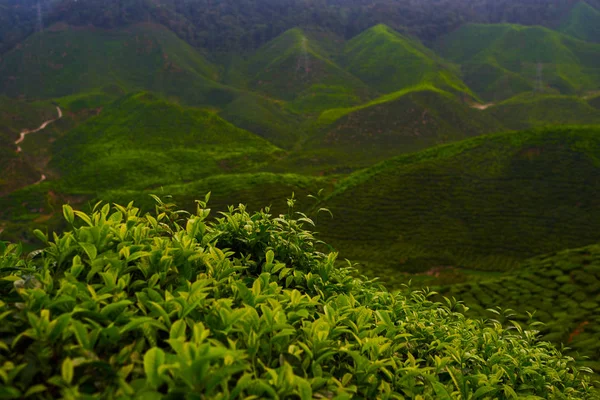 Green tea plantation in the morning, Cameron highlands, Malaysia. The lush fields of a terraced farm. Nature background. Amazing landscape view of tea plantation in sunset or sunrise time. Fresh air.