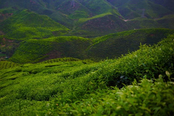 Zelený Čaj Plantáž Noci Cameron Highlands Malajsie Úrodná Pole Terasovité — Stock fotografie