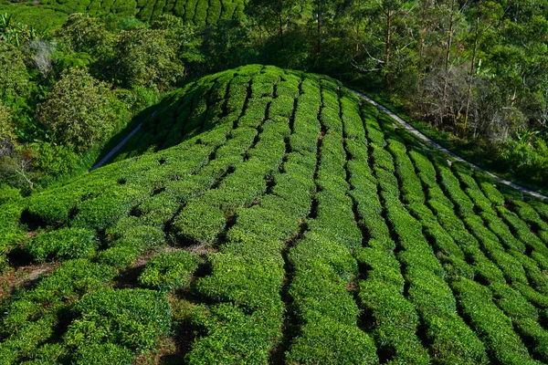 绿茶种植园在早晨 金马伦高原 马来西亚 梯田农场的茂盛的田野 自然背景 在日落或日出的时候 令人惊叹的茶园景色 新鲜空气 — 图库照片