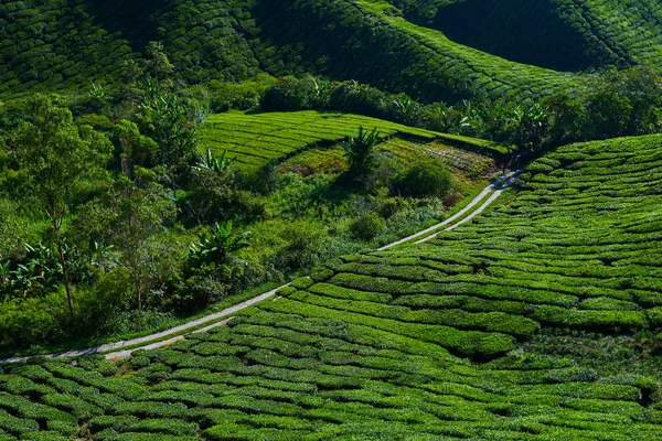 Plantação Chá Verde Pela Manhã Cameron Highlands Malásia Campos Exuberantes — Fotografia de Stock