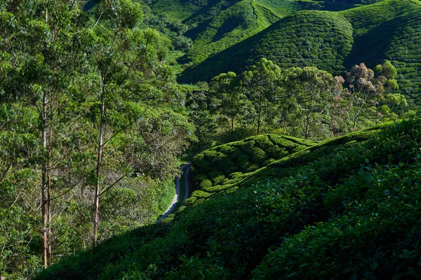 Green tea plantation in the morning, Cameron highlands, Malaysia. The lush fields of a terraced farm. Nature background. Amazing landscape view of tea plantation in sunset or sunrise time. Fresh air.
