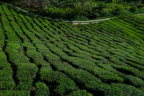 Zielona Herbata Plantation Rano Cameron Highlands Malezja Bujne Pola Tarasowe — Zdjęcie stockowe
