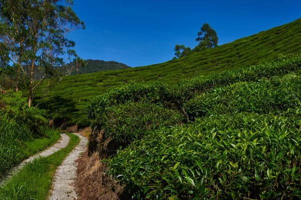 The tea plantations background. Green tea plantation landscape. Tea plantation Cameron highlands, Malaysia. Road in green tea plantations in mountains. Amazing landscape view. Nature background.